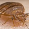 What Kills Bed Bugs? Not AIDS